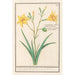 Lys jaune Lilium - Anselmus Botius de Boodt — Ansicht des Kunstwerks