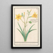 Lys jaune Lilium - Anselmus Botius de Boodt — gerahmtes Bild an der Wand