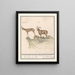 Chamois Rupicapra rupicapra und Alpensteinbock Capra ibex 1 Steenbock 2 Wilde Geijte - Anselmus Botius de Boodt — gerahmtes Bild an der Wand