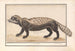 Zorille rayée oder zorille Ictonyx striatus - Anselmus Botius de Boodt — Ansicht des Kunstwerks