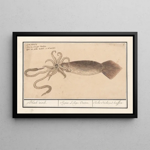 Anselmus Botius de Boodt - Gewone pijlinktvis Loligo vulgaris Blackvisch Sepia Loligo Teuton Sche seiche ou bouffrou.webp