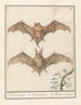 Gladneus Fledermaus Vespertilionidae Vledermuijs Vespertilio Chauvesouris - Anselmus Botius de Boodt — Ansicht des Kunstwerks