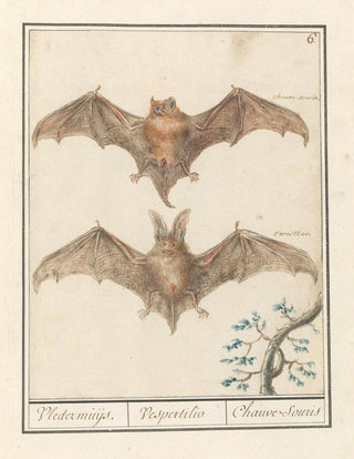 Anselmus Botius de Boodt - Gladneus vleermuis Vespertilionidae Vledermuijs Vespertilio Chauvesouris.webp