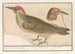 Pic vert Picus viridis - Anselmus Botius de Boodt — Ansicht des Kunstwerks