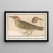 Pic vert Picus viridis - Anselmus Botius de Boodt — gerahmtes Bild an der Wand