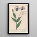 Reproduktion des Gemäldes Großes Centaurea-Gemälde Centaurea scabiosa - Anselmus Botius de Boodt