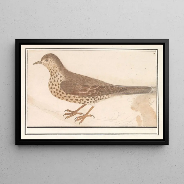 Anselmus Botius de Boodt - Grote lijster Turdus viscivorus of zanglijster Turdus philomelos.webp