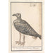 Seeschwalbe Larus marinus oder Silbermöwe Larus argentatus - Anselmus Botius de Boodt — Ansicht des Kunstwerks