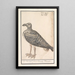 Seeschwalbe Larus marinus oder Silbermöwe Larus argentatus - Anselmus Botius de Boodt — gerahmtes Bild an der Wand