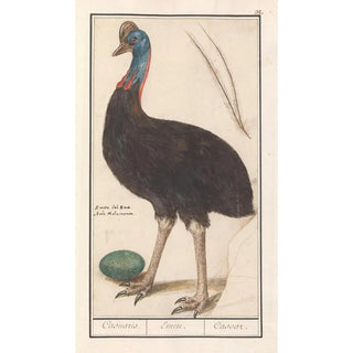 Anselmus Botius de Boodt - Helmkasuaris Casuarius casuarius Casuaris Emeu Casoar.webp