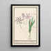 Herbstzeitlose Colchicum autumnale 1 Safran 2 Hermodactyles Herbstzeitlose - Anselmus Botius de Boodt