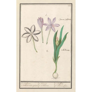 Anselmus Botius de Boodt - Herfsttijloos Colchicum autumnale 1 Saffraen 2 hermodactelen tijloosen.webp