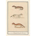 Reproduktion des Gemäldes Hermine Mustela erminea 1 2 Hermine 3 Hermine 1 2 Hermine 3 Hermine - Anselmus Botius de Boodt