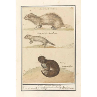 Anselmus Botius de Boodt - Hermelijn Mustela erminea en nerts Mustela lutreola.webp