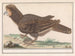 Huhn Vogel Galliformes - Anselmus Botius de Boodt — Ansicht des Kunstwerks