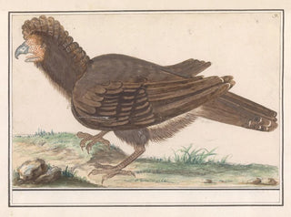 Huhn Vogel Galliformes - Anselmus Botius de Boodt — Ansicht des Kunstwerks