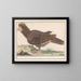 Huhn Vogel Galliformes - Anselmus Botius de Boodt — gerahmtes Bild an der Wand