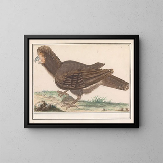 Huhn Vogel Galliformes - Anselmus Botius de Boodt — gerahmtes Bild an der Wand
