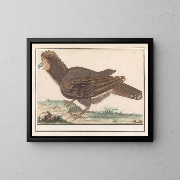 Huhn Vogel Galliformes - Anselmus Botius de Boodt — gerahmtes Bild an der Wand