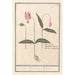 Erythronium dens-canis Dent-de-chien Kunstdruck dent-de-chien dent canine satyrion - Anselmus Botius de Boodt — Ansicht des Kunstwerks