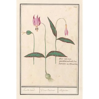 Anselmus Botius de Boodt - Hondstand Erythronium denscanis hondstand Dens Caninus Satirion.webp
