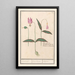 Erythronium dens-canis Dent-de-chien Kunstdruck dent-de-chien dent canine satyrion - Anselmus Botius de Boodt — gerahmtes Bild an der Wand