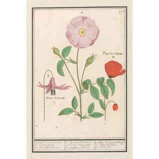 Anselmus Botius de Boodt - Hondstand Erythronium wilde roos Rosa en een klaproos Papaver.webp