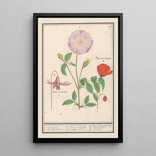 Anselmus Botius de Boodt - Hondstand Erythronium wilde roos Rosa en een klaproos Papaver.webp