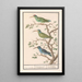 Souimanga Nectariniidae - Anselmus Botius de Boodt — gerahmtes Bild an der Wand