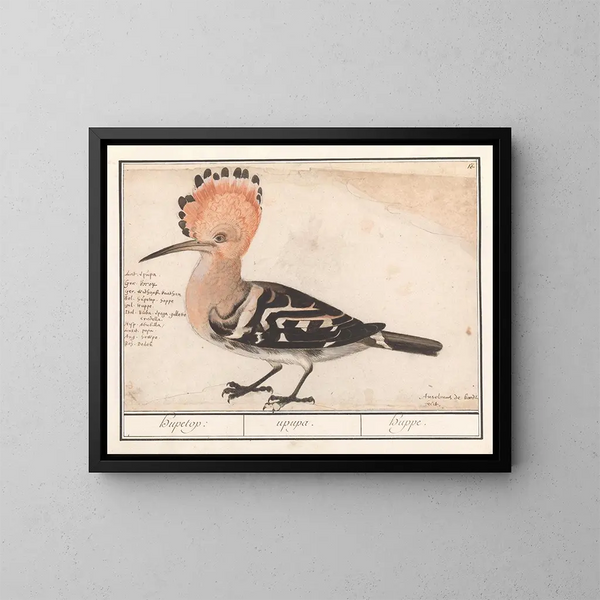 Huppe - Anselmus Botius de Boodt — gerahmtes Bild an der Wand
