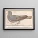Taube Columba palumbus - Anselmus Botius de Boodt — gerahmtes Bild an der Wand