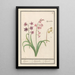 Reproduktion des Gemäldes Jacinthe Hyacinthus orientalis jacinthe jacinthe jacinthe - Anselmus Botius de Boodt