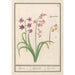 Reproduktion des Gemäldes Jacinthe Hyacinthus orientalis jacinthe jacinthe jacinthe - Anselmus Botius de Boodt