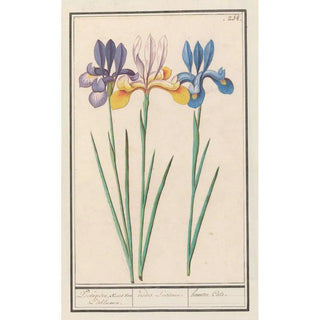 Anselmus Botius de Boodt - Iris Iris sibirica.webp