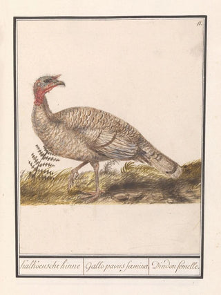 Anselmus Botius de Boodt - Kalkoen Meleagris gallopavo.webp