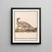Dinde Meleagris gallopavo - Anselmus Botius de Boodt — gerahmtes Bild an der Wand