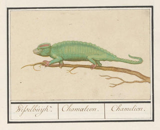 Anselmus Botius de Boodt - Kameleon Chamaeleonidae Wisselbuijk Chamaeleon Chamelion.webp