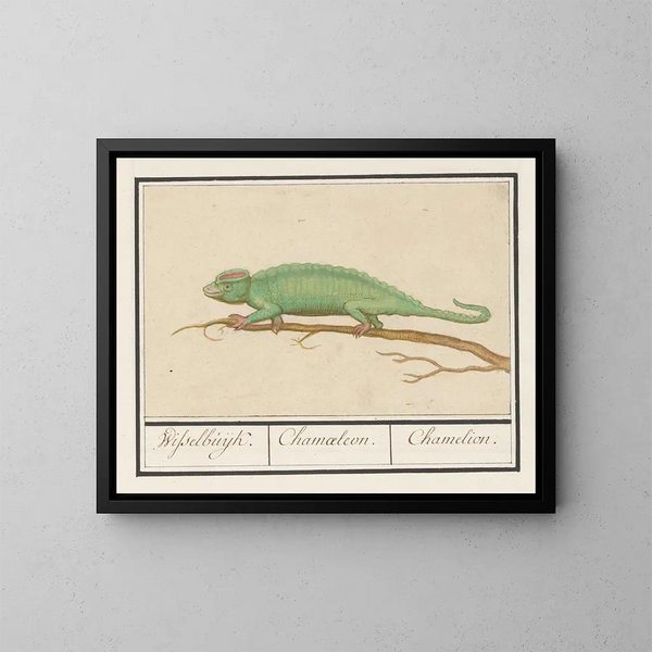 Chamäleon - Anselmus Botius de Boodt — gerahmtes Bild an der Wand