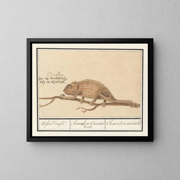 Echtes Chamäleon-Gemälde - Anselmus Botius de Boodt — gerahmtes Bild an der Wand