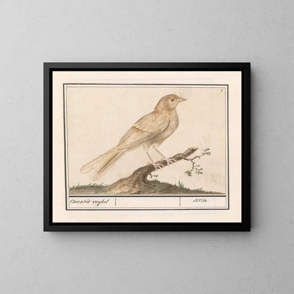 Serin der Kanarien - Anselmus Botius de Boodt — gerahmtes Bild an der Wand