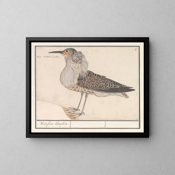 Bécasseau variable - Anselmus Botius de Boodt — gerahmtes Bild an der Wand