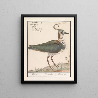 Anselmus Botius de Boodt - Kievit Vanellus vanellus.webp