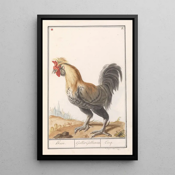 Anselmus Botius de Boodt - Kip Gallus gallus domesticus.webp