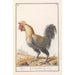Reproduktion des Gemäldes Poule Gallus gallus domesticus - Anselmus Botius de Boodt