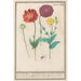 Mohn oder Mohn Papaver - Anselmus Botius de Boodt — Ansicht des Kunstwerks