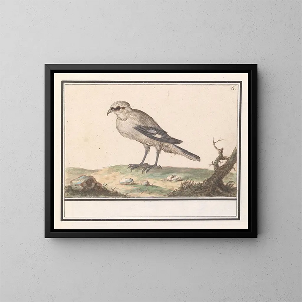 Kleine Wacholderdrossel - Anselmus Botius de Boodt — gerahmtes Bild an der Wand