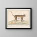 Kleines Gemälde eines Surikats - Anselmus Botius de Boodt — gerahmtes Bild an der Wand
