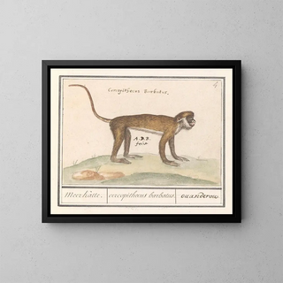 Kleines Gemälde eines Surikats - Anselmus Botius de Boodt — gerahmtes Bild an der Wand