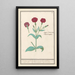 Coquelourde Lychnis ou Œillet de Dieu Lychnis coronaria - Anselmus Botius de Boodt — gerahmtes Bild an der Wand