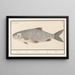 Kolblei oder Blei Blicca bjoerkna Blieck Blicca Ablet - Anselmus Botius de Boodt — gerahmtes Bild an der Wand